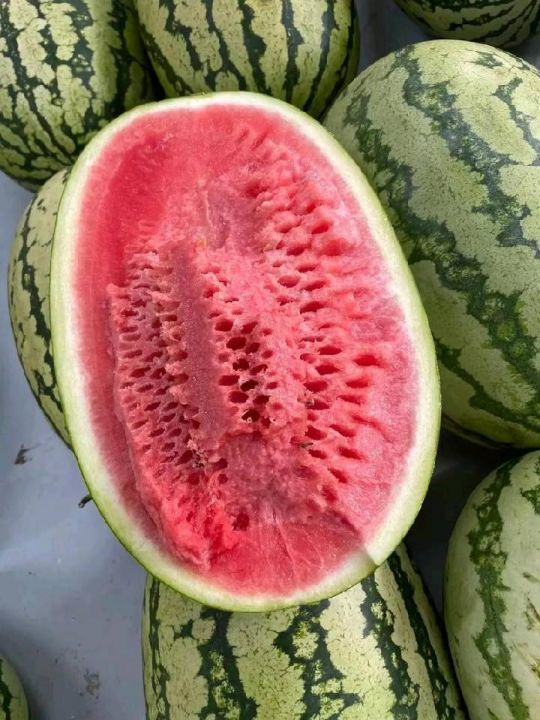 硒砂瓜价格