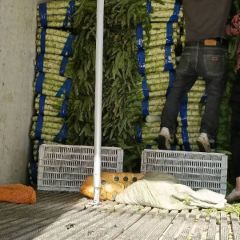 山东郯城【红尖叶莴苣】名优产品