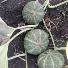 齐齐哈尔甘南县南瓜香甜面可口