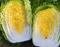 蔚县旱地大白菜甘蓝大量上市需要的联系我