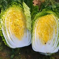 蔚县旱地大白菜甘蓝大量上市需要的联系我