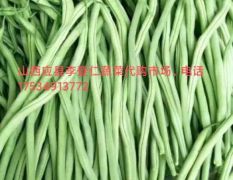 山西应县李登仁蔬菜市场，大量供应，架豆王，青椒，