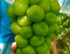 大量供应陕西大荔精品阳光玫瑰