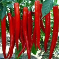 大量供应金红二号红辣椒?️