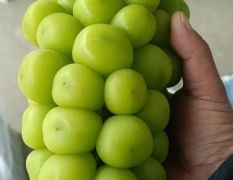 陕西大荔精品阳光玫瑰葡萄
