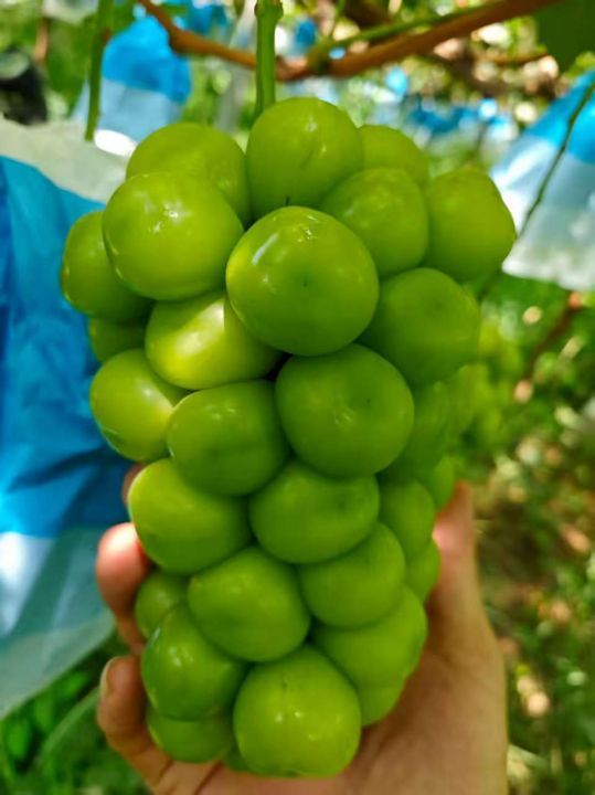 2025年陕西大荔阳光玫瑰葡萄价格