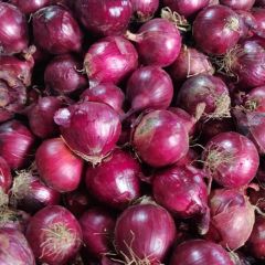 大量供应金乡冷库洋葱红黄紫葱