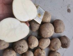 大量土豆供应