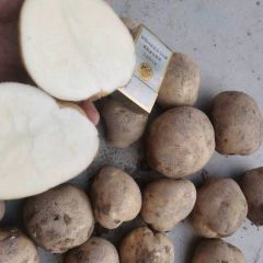 大量土豆供应