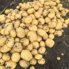 2025年黑龙江牡丹江土豆上市了