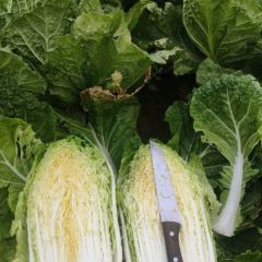 张家口蔚县万亩高山旱地大白菜甘蓝