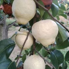 山农酥梨千亩基地欢迎咨询考察