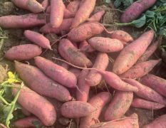 大量西瓜红，烟薯，季薯26，哈密