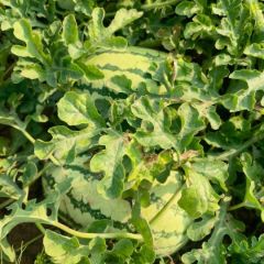 内蒙古阿拉善左旗西瓜成熟了