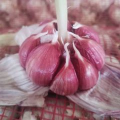 金乡紫皮蒜供应全国各地市场