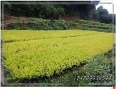 ​金森女贞杯苗,浏阳金冠女贞毛球秋季生意风生水起