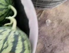 山西忻州麒麟西瓜基地