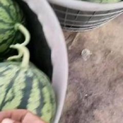 山西忻州麒麟西瓜基地