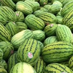 宁夏晓龙硒砂瓜