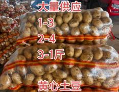 大量供应出口外贸黄心土豆