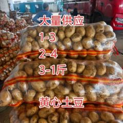 大量供应出口外贸黄心土豆