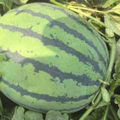 赤峰沙地西瓜以上市