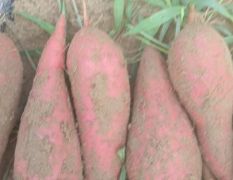 优质无公害西瓜红