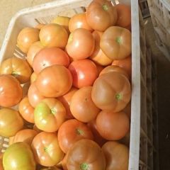 2025湖北高山优质西红柿上市中
