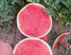 花皮无籽嘎嘎好价格便宜大量供应
