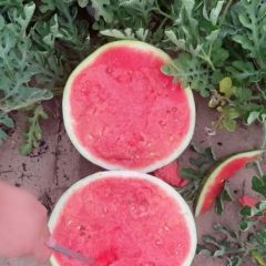 花皮无籽嘎嘎好价格便宜大量供应