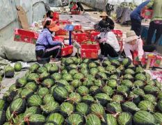 山东大棚秋季礼品西瓜大量有货！品质保证，货源充足！