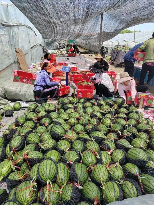 礼品西瓜2k冰糖价格