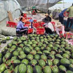 山东大棚秋季礼品西瓜大量有货!品质保证,货源充足!