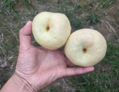 陕西贡梨批发陕西贡梨基地