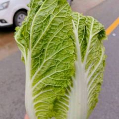 东昌府白菜绿色无公害沙镇刘宪争诚信合作