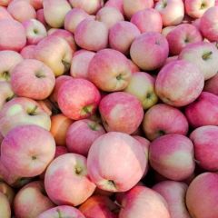 辛集我地有大量中秋王，红星苹果种植，腾木