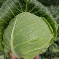 甘蓝大量上市中！产地直供！质优价廉政