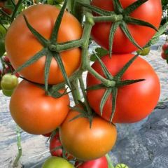 供应优质大红西红柿，硬粉西红柿