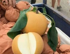 山东费县精品秋月梨