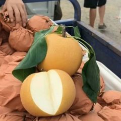 山东费县精品秋月梨