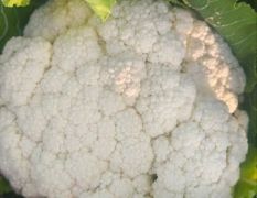 河南通许万亩菜花即将上市