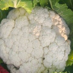 河南通许万亩菜花即将上市