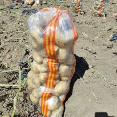 内蒙古乌兰察布优质土豆