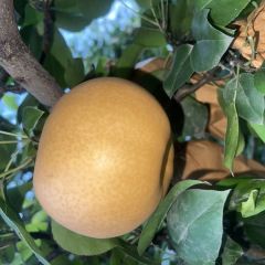 晚秋黄梨大量开园100万斤