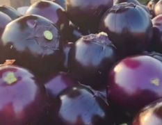优质黑亮圆茄