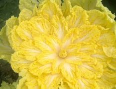 辽宁产区-黄芯白菜-大量供货