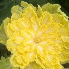 辽宁产区-黄芯白菜-大量供货