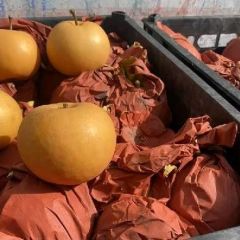 辛集市大量秋月梨口感甜果面干净