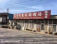 铁杆大葱净葱代加工冷藏毛葱代购代销