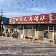 铁杆大葱净葱代加工冷藏毛葱代购代销
